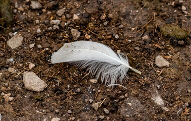 White bird feather on stony ground in summer