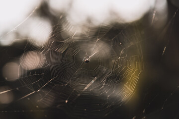 A small spider on web
