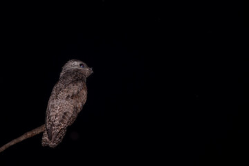 Great Potoo hunting at Night, Pantanal