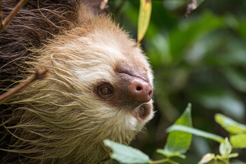 Sloth eating leaves in the Costa Rican jungle © Sabine