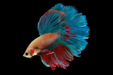 Betta fish,Siamese fighting fish,siamese fighting fish betta splendens (Halfmoon betta,Betta splendens Pla-kad ( biting fish) isolated on black background.