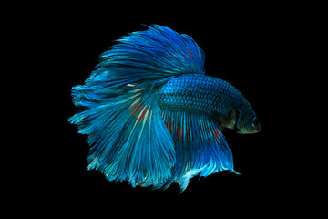 Blue betta fish, Siamese fighting fish, betta splendens (Halfmoon betta, Pla-kad (biting fish) isolated on black background.