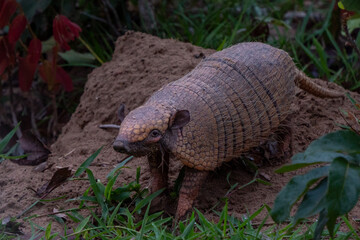Six-banded Armadillo at Dusk, Pantanal
