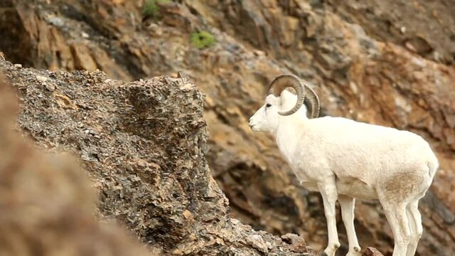 Dall Sheep taken in Denali National Park, Alaska, male, ram, 