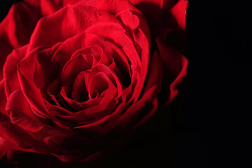 Red rose valentine day closeup macro design, romantic floral concept in dark moody style with copy space, close-up, macro, happy valentine's day postcard