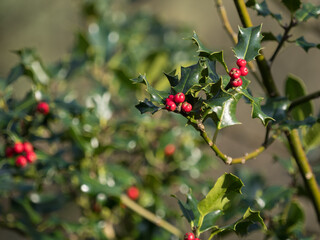 Focus on red berries of Holly (Ilex aquifolium) and its leaves with further foliage and berries...