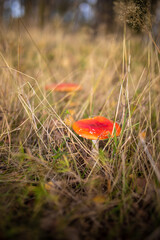 Pilze Fliegenpilze stehen im Herbst im hohen Gras