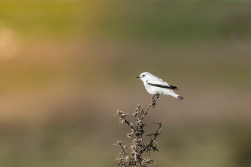 White monjita, xolmis irupero, perched, Patagonia Argentina