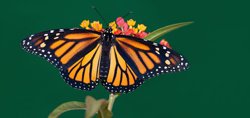 Monarch butterfly are perched on a flower in the garden