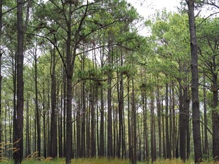 Pine forest with many pine trees alternating, thus making it green with green all over