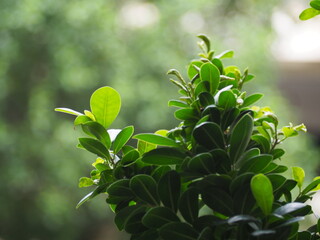 Obraz premium The green leaves against the light green backdrop make it feel fresh