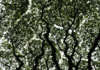 bottom view of giant rain tree