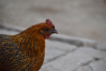 Close up head and neck of a hen, Chicken Head Close-Up