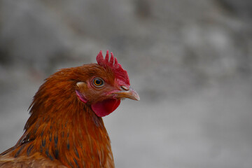Close up head and neck of a hen, Chicken Head Close-Up