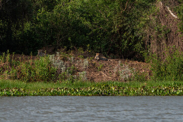 Jaguar pair, Pantanal