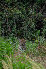 Naklejka na ściany i meble Jaguar sitting, Pantanal