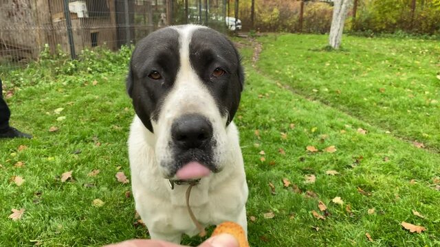 Playing with black white central asian shepherd dog in the backyard. High quality 4k footage