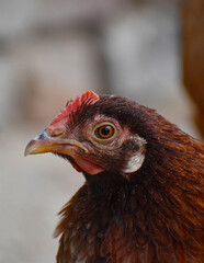 Close up head and neck of a hen, Chicken Head Close-Up
