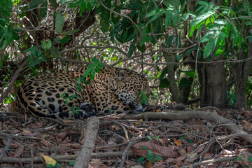 Fototapeta na wymiar Jaguar sleeping, Pantanal