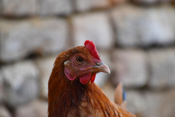 Close up head and neck of a hen, Chicken Head Close-Up