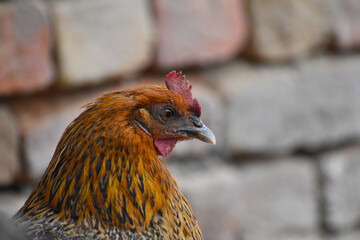 Close up head and neck of a hen, Chicken Head Close-Up