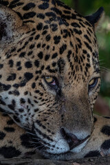 Naklejka na ściany i meble Jaguar Head Close Up, Pantanal