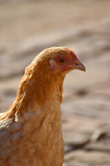 Close up head and neck of a hen, Chicken Head Close-Up