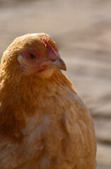 Close up head and neck of a hen, Chicken Head Close-Up