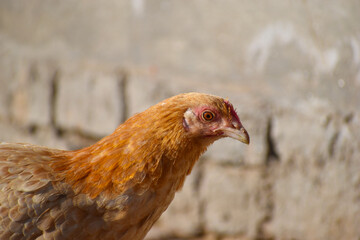 Close up head and neck of a hen, Chicken Head Close-Up