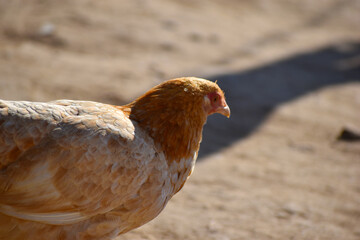 Close up head and neck of a hen, Chicken Head Close-Up