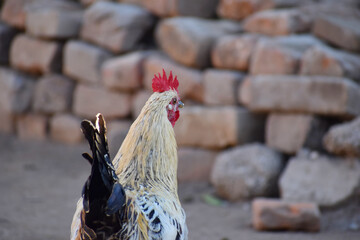 A close-up of a rooster's head and neck