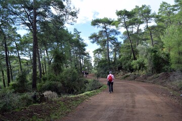 Obraz premium Tourists walking along a mountain forest road.Tourists on a hike.