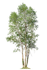 Eucalyptus tree isolated on white background.