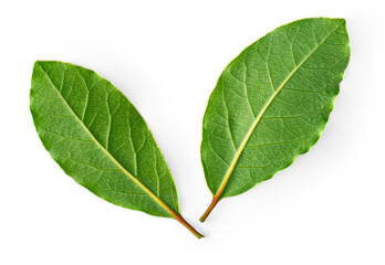 Bay leaves isolated on white background, top view. .Twig bay close-up