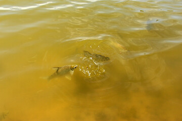 The Siamese mud carp is a species of freshwater cyprinid fish, a variety of Asian carp native to the Mekong and Chao Phraya Rivers in Southeast Asia.