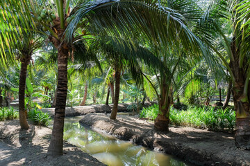 Image of Coconut Farm at Samut Sakhon Province. Thailand.