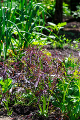 Lettuce plant in the soil at summertime