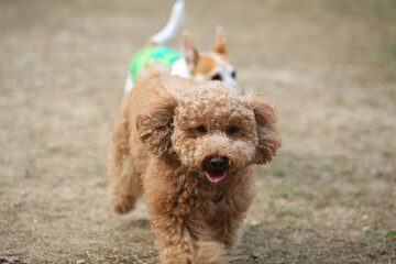 doggy happy party, poodle  happy time