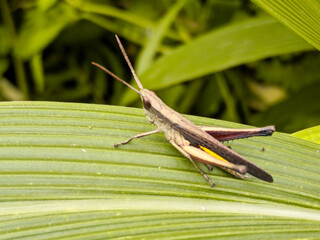 grasshopper on a leaf