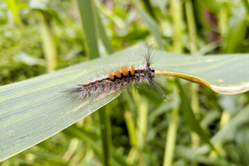 Caterpillar on the leaves