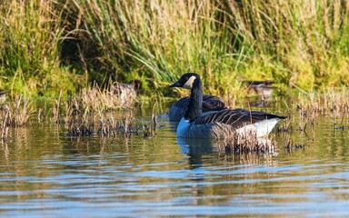 Canada Geese, Canada Goose (Branta canadensis) in environment