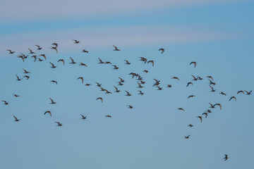 Black-tailed Godwit, Limosa limosa in the flight in environment
