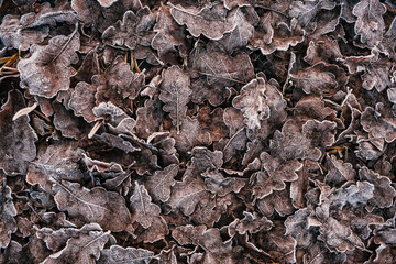 beautiful autumn leaves with first snow