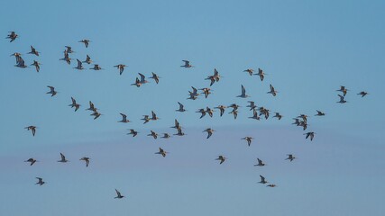 Black-tailed Godwit, Limosa limosa in the flight in environment