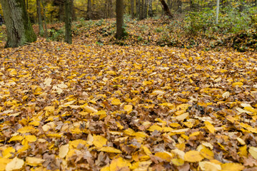 Kolorowe jesienne liście w lesie w Dolina Baryczy w Polsce, piękny kolorowy, złoty las