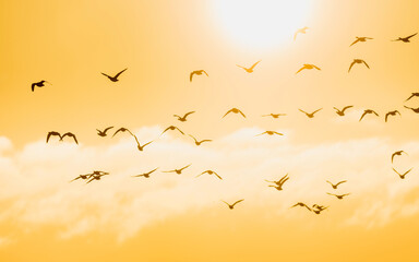 Brent Geese  in flight in the Sunrise, Brent Goose (Branta bernicla) in Devon in England, Europe