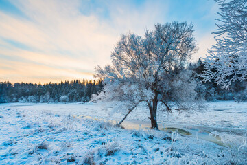 winter forest in the park