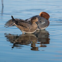 Eurasian Wigeon (Mareca penelope) birds in environment.