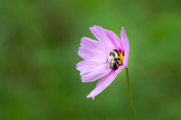 bee in a flower