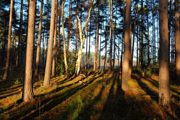 Long shadows on the forest floor as the winter sun sets on Blackheath Common, Surrey, UK